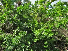 Allophylus natalensis