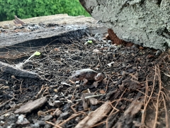 Pristimantis unistrigatus