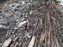 Pristimantis unistrigatus