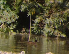 Heteronetta atricapilla