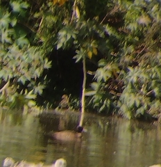 Heteronetta atricapilla