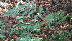 Dryopteridoideae