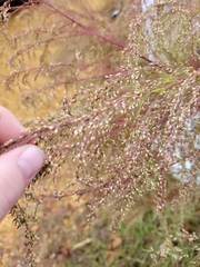 Eupatorium capillifolium