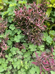 Rose rosette emaravirus