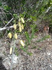 Albuca flaccida