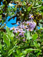 Solanum africanum