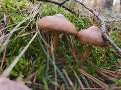Cortinarius cinnamomeus