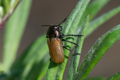 Labidostomis