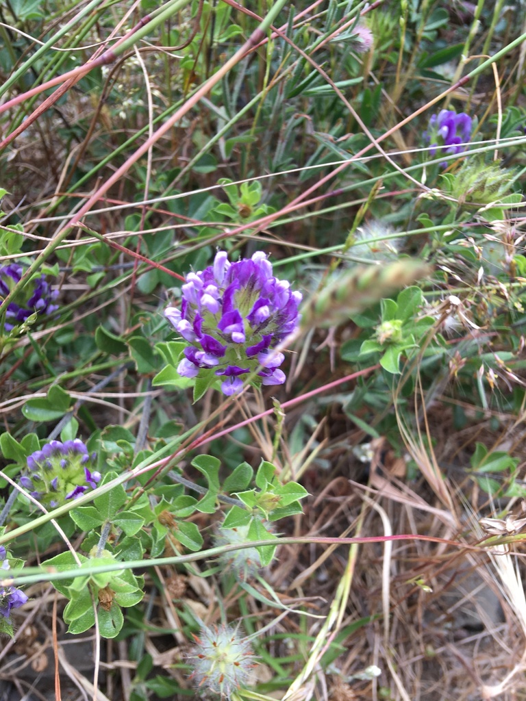 Psoralea fruticans; photograph Simon Tamblyn, CC BY, iNaturalist via GBIF