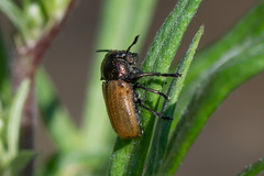 Labidostomis