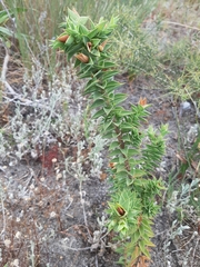 Aspalathus cordata