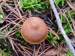 Cortinarius cinnamomeus