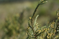Struthiola parviflora