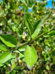 Solanum africanum