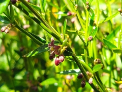 Gentianales