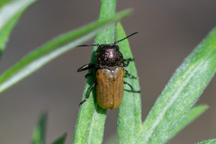 Labidostomis