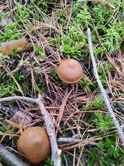 Cortinarius cinnamomeus