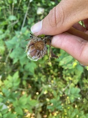 Rabdophaga strobiloides