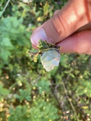 Rabdophaga strobiloides