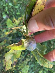 Rabdophaga strobiloides