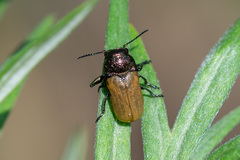 Labidostomis