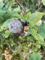 Rabdophaga strobiloides