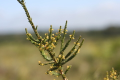 Struthiola parviflora