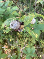 Rabdophaga strobiloides