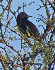 Icterus pyrrhopterus