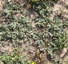 Gossypianthus lanuginosus