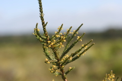 Struthiola parviflora