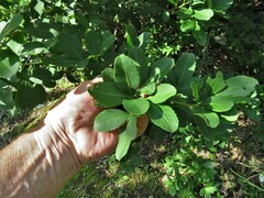 Allophylus natalensis