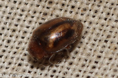 Rhyzobius chrysomeloides