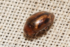 Rhyzobius chrysomeloides