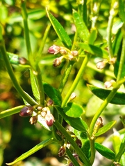 Gentianales