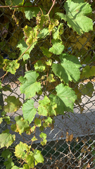 Vitis riparia