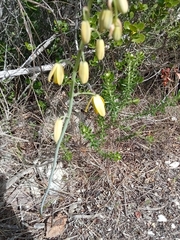 Albuca flaccida