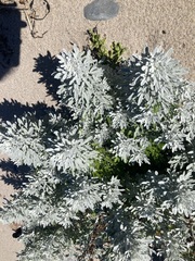 Artemisia stelleriana