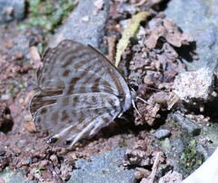 Leptotes pirithous