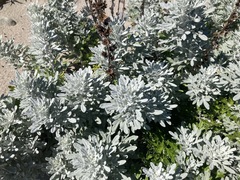Artemisia stelleriana