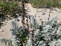 Artemisia stelleriana