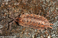 Porcellionides cingendus