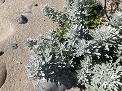 Artemisia stelleriana