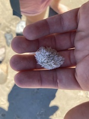 Corallina officinalis