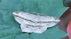 Chiasmia rectistriaria