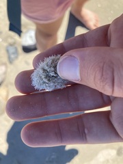 Corallina officinalis