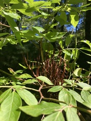 Calyptospora columnaris