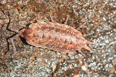 Porcellionides cingendus