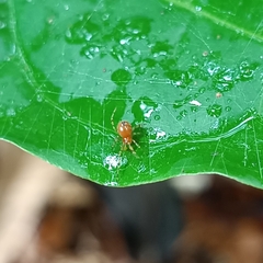 Theridion zonulatum