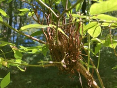 Calyptospora columnaris